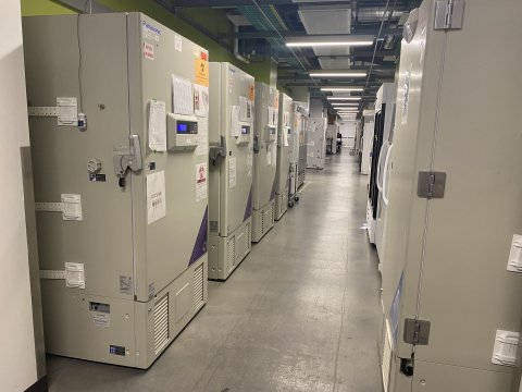 Rows of Ultra Low Temperature freezers