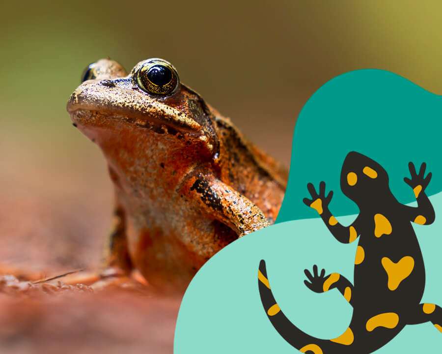 Image of red-legged frog and illustration of tiger salamander