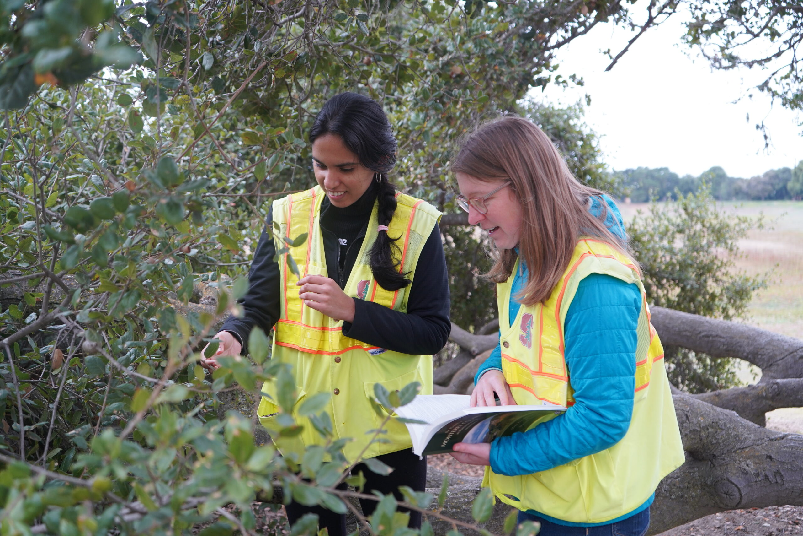A student and staff member wearing yellow conservation vests evaluating plant species on Stanford’s open land