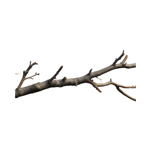branches