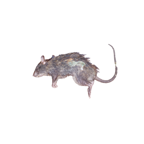 dead animals