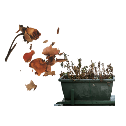 Dead roses and a dead plant in a pot