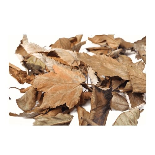Pile of dead leaves